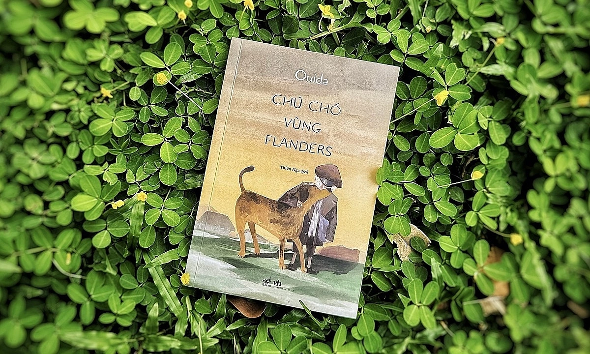 ‘Chú chó vùng Flanders’ hồn nhiên vượt nghịch cảnh - hình ảnh - new88pg.vip
